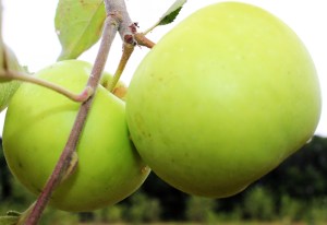 Yankee Sweet heirloom apple