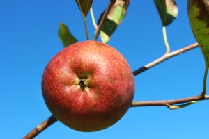 Brushy Mountain Limbertwig apple