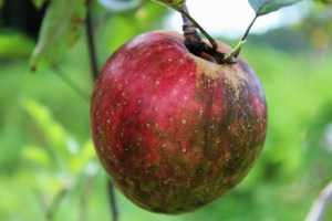 Hubbardston's Nonesuch Apple