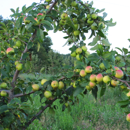 orchard-kordick-family-farm-mount-airy-pilot-mountain-north-carolina-apples-cider-syrup-baba-yaga