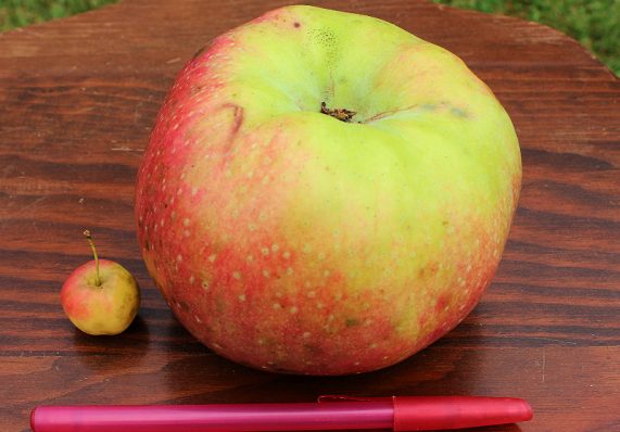 Crittenden Crab and Wolf River