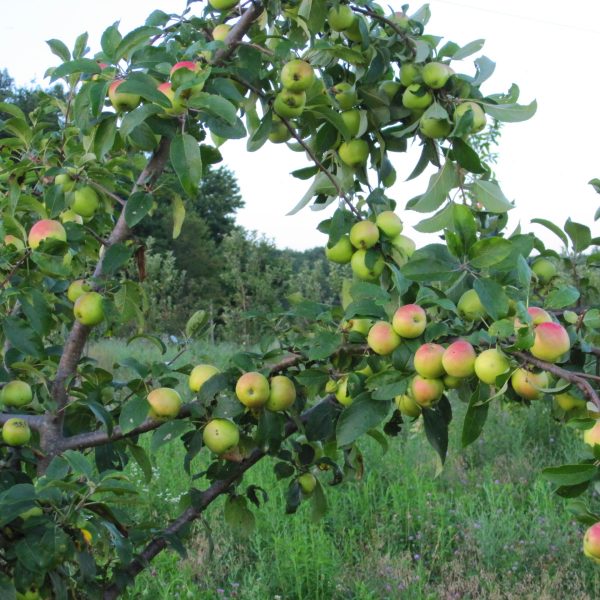 baba-yaga-by-kordick-family-farm-mount-airy-pilot-mountain-north-carolina-apples-cider-syrup-baba-yaga